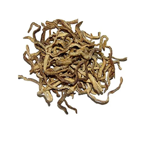 Lucky Reptile Earthworms Regenwürmer Futter proteinreich