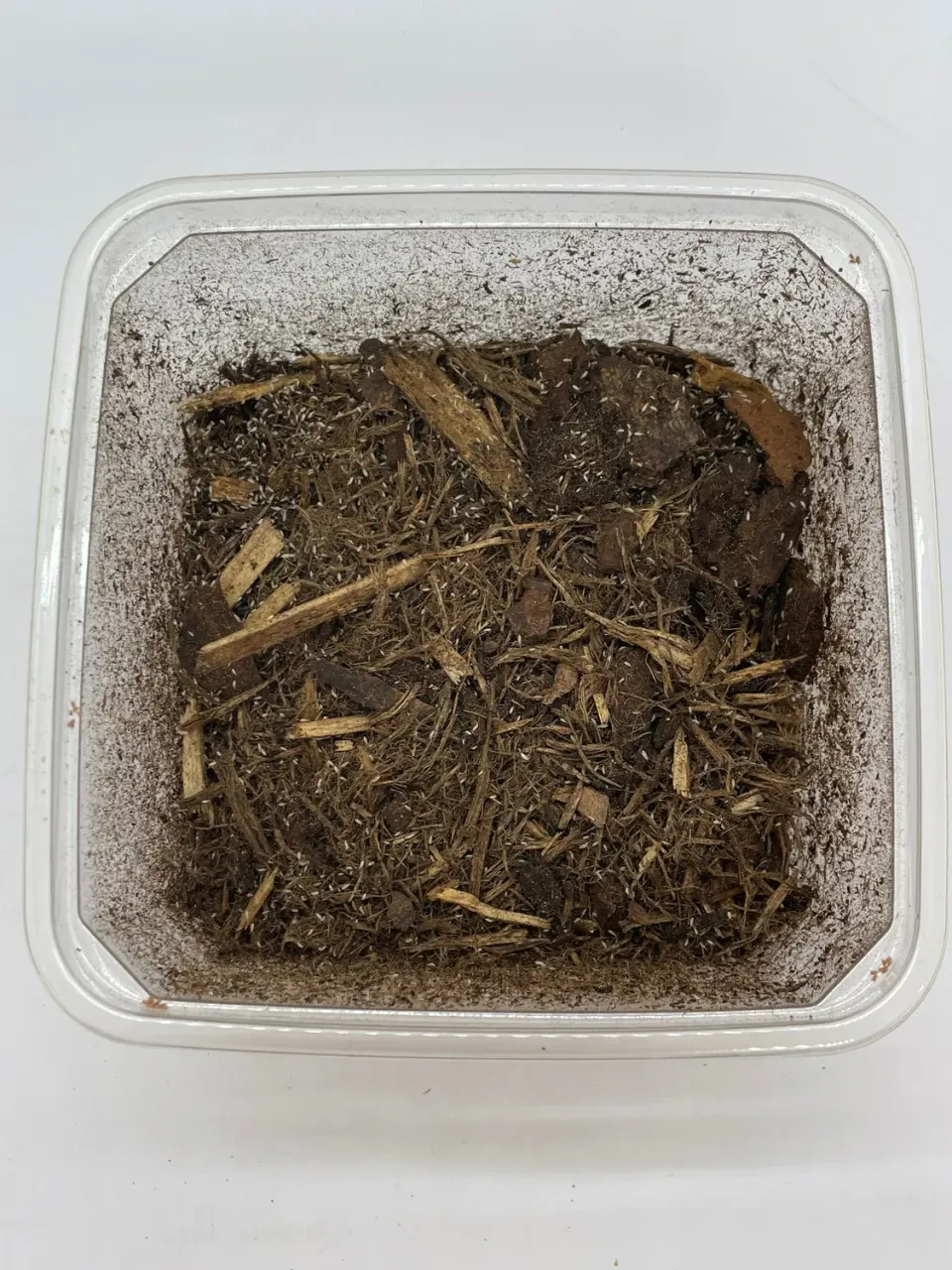 Die Mehlwurmfarm Tropische Springschwänze Zuchtansatz 500 ml Becher