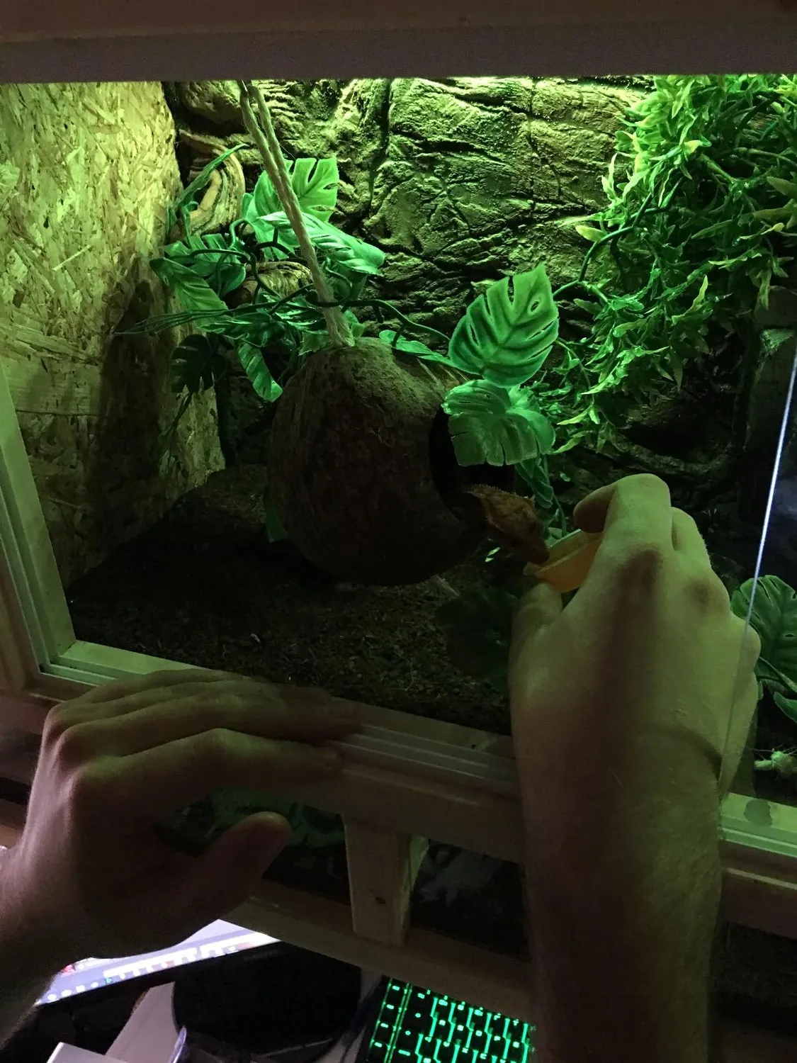 Lucky Reptile Rankenpflanze Kunstpflanze 200 cm