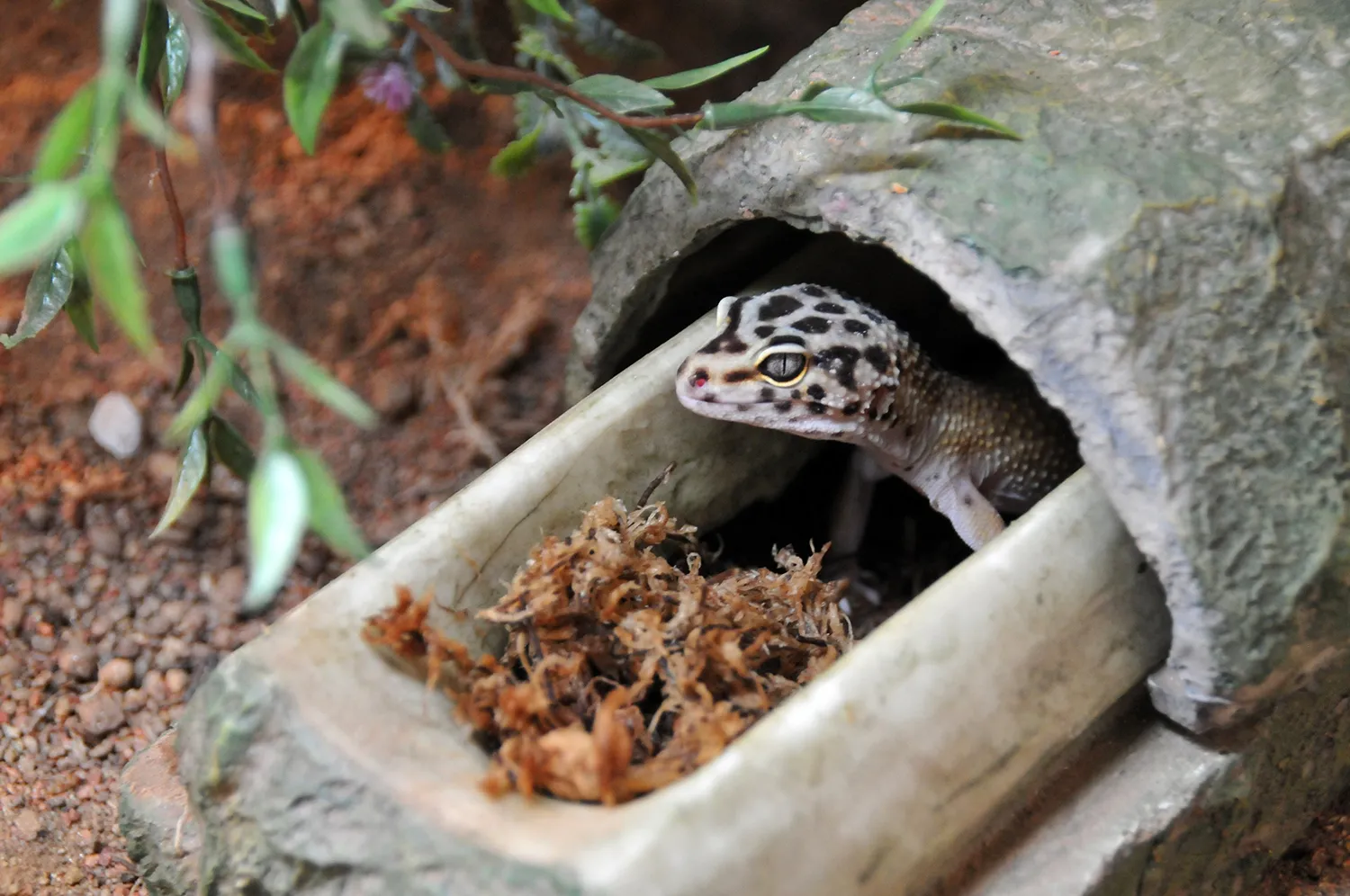 Lucky Reptile Sphagnum Moos Ziegel feuchtigkeitsspeichernd