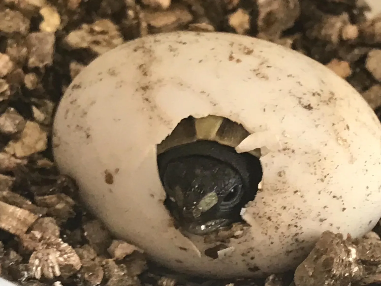 Lucky Reptile Egg-O-Bator Inkubator Brutgerät 4 l 26–32 °C