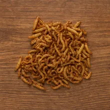 Die Mehlwurmfarm Buffalo Futterinsekten proteinreich