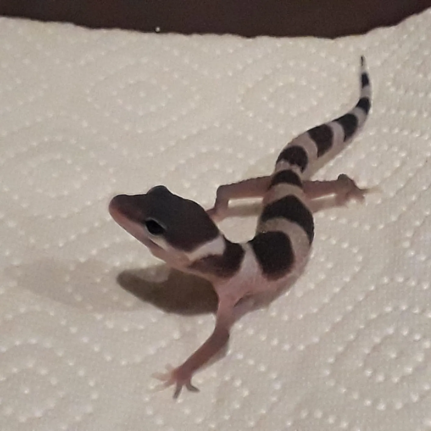 Lucky Reptile Egg-O-Bator Inkubator Brutgerät 4 l 26–32 °C