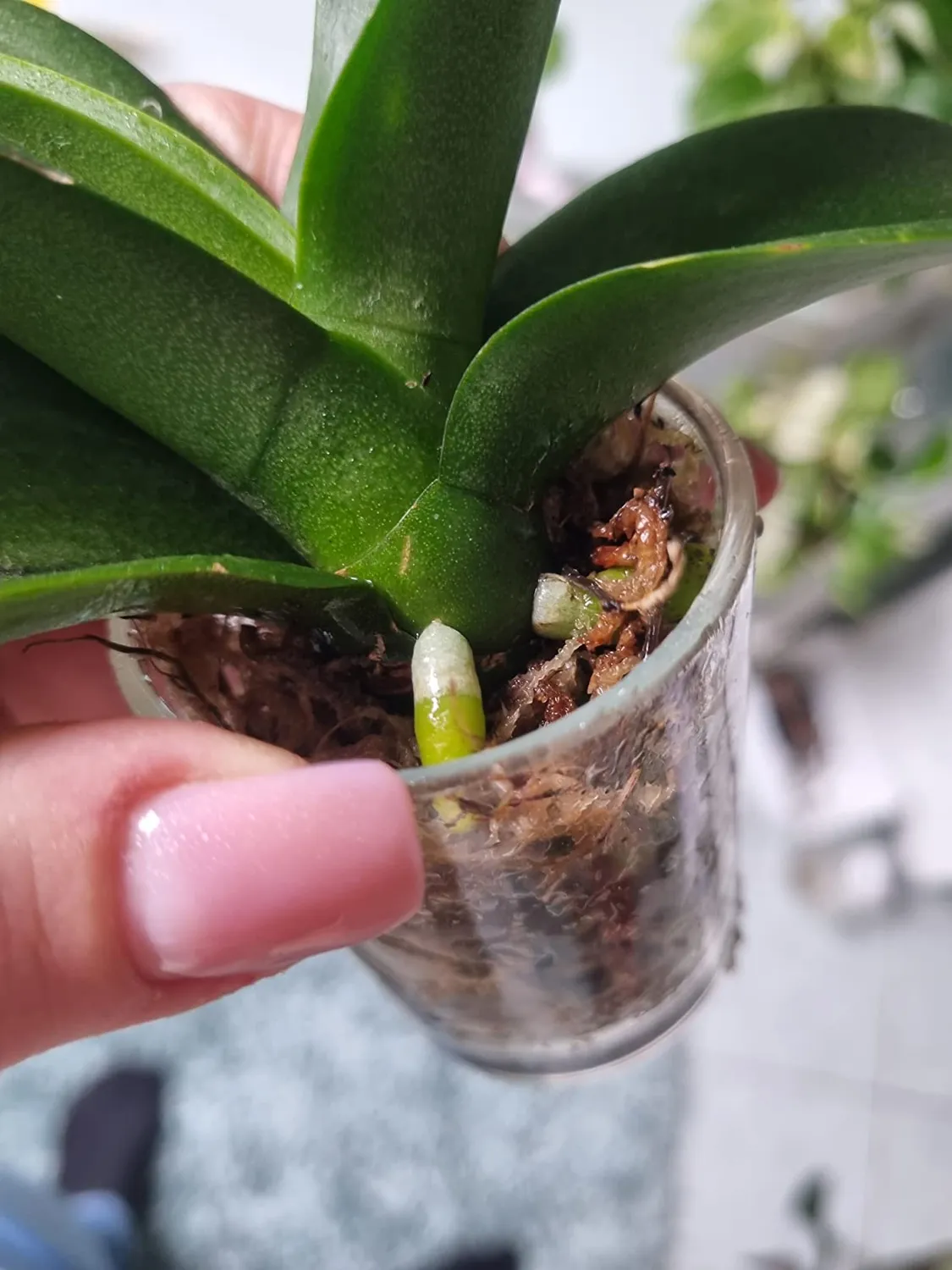 Lucky Reptile Sphagnum Moos Ziegel feuchtigkeitsspeichernd