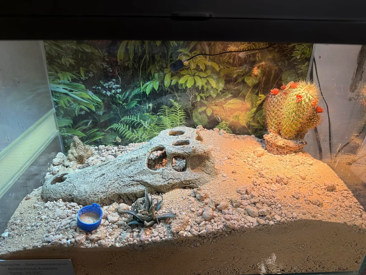 Lucky Reptile Starter Kit Vogelspinne Skorpion Terrarium