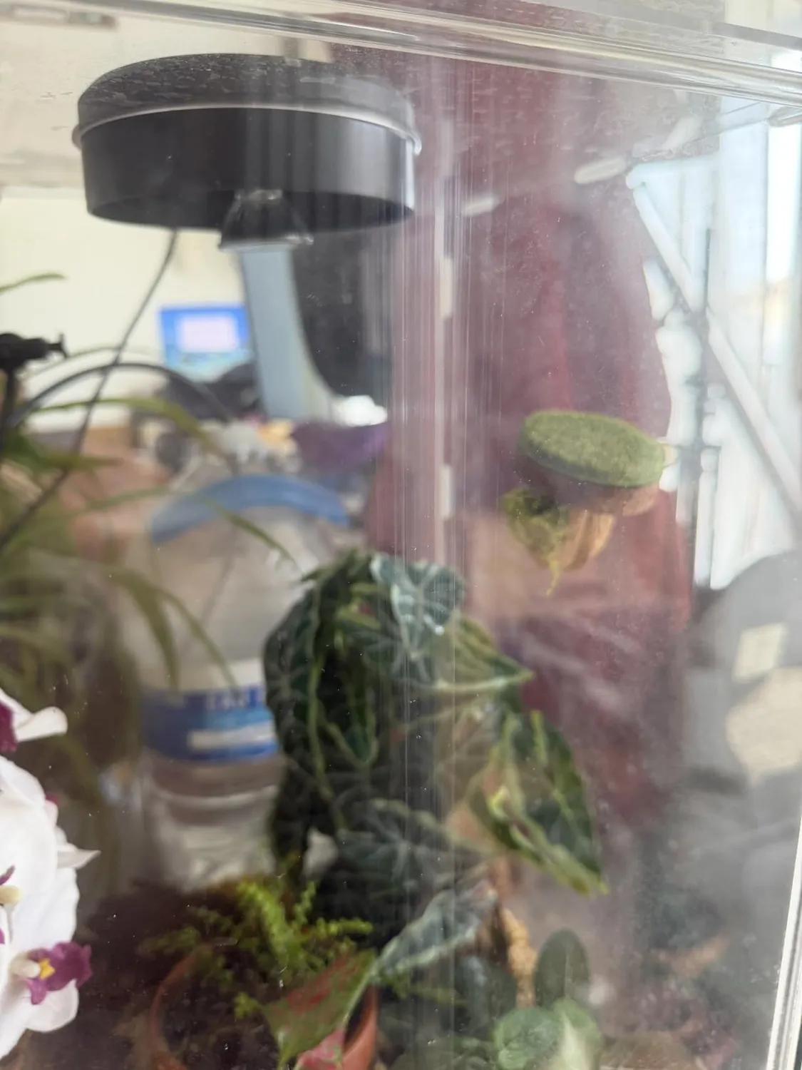 Lucky Reptile LifeTarrium Glasterrarium
