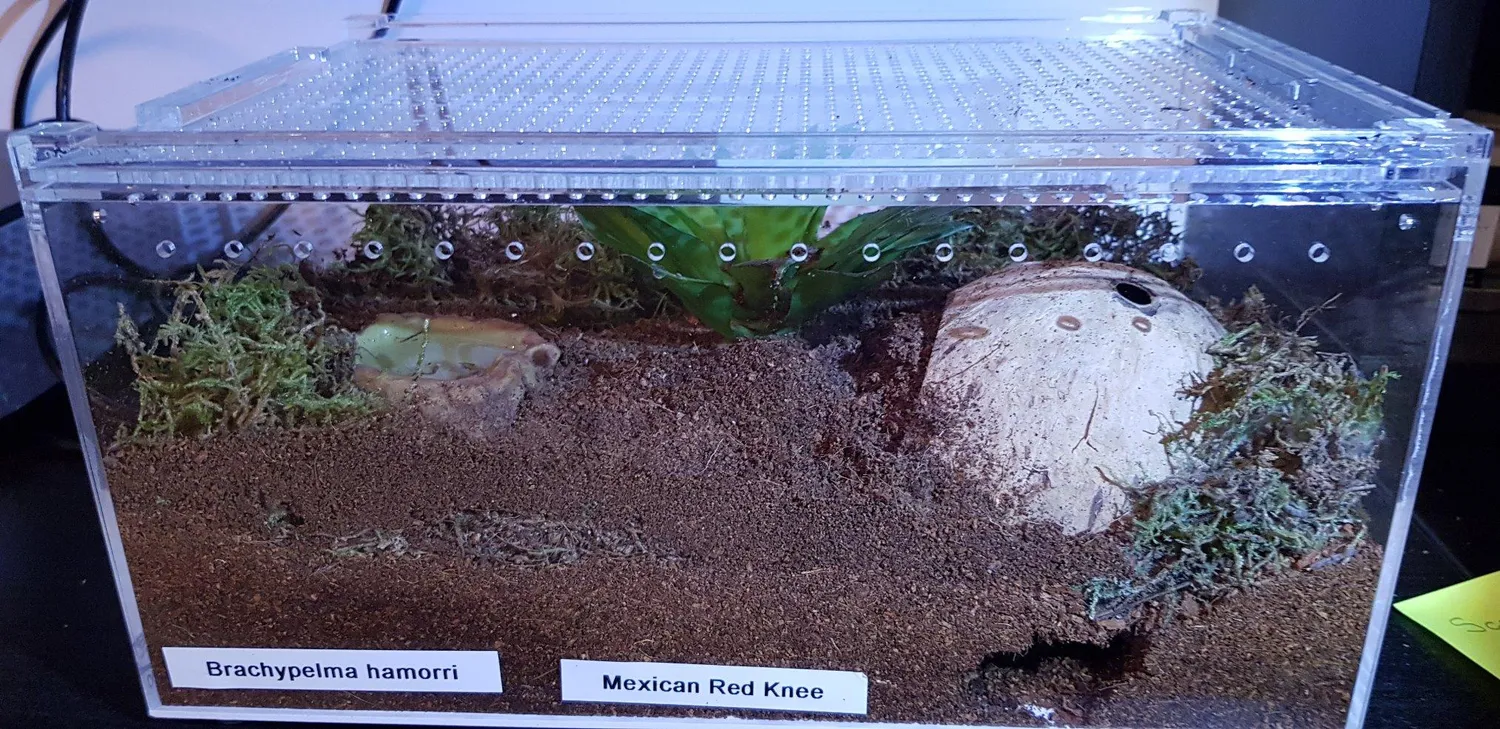 Lucky Reptile Vivarium Moos Terrarienmoos 150 g Feuchtigkeitsspeicher