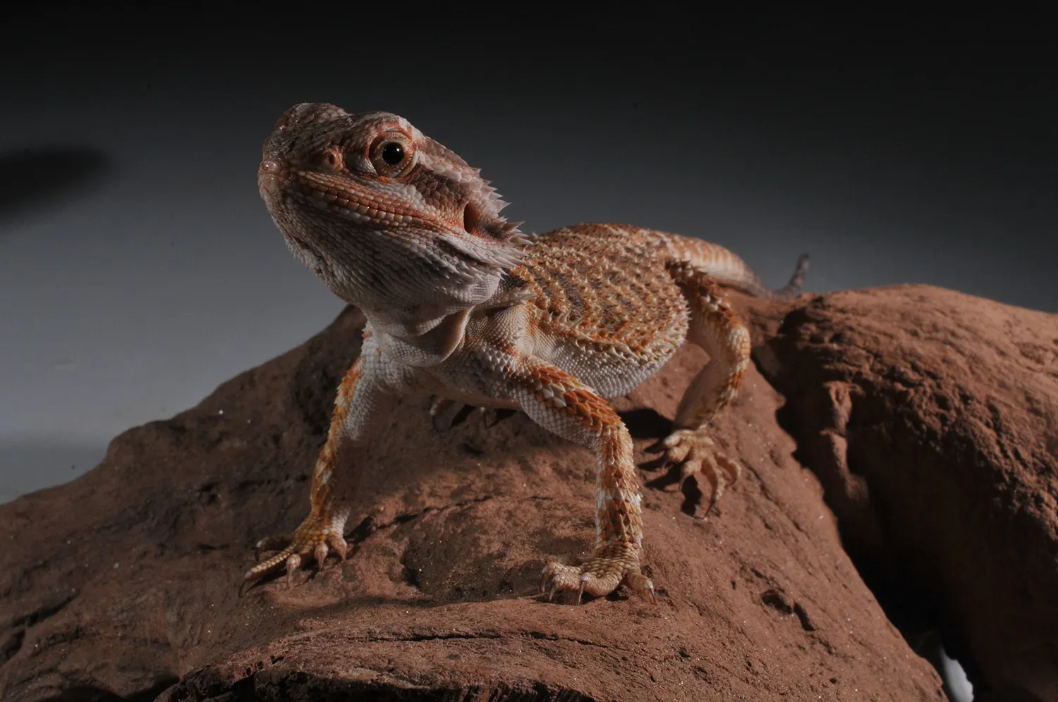 Lucky Reptile Starter Kit Bartagame Terrarium 80 cm