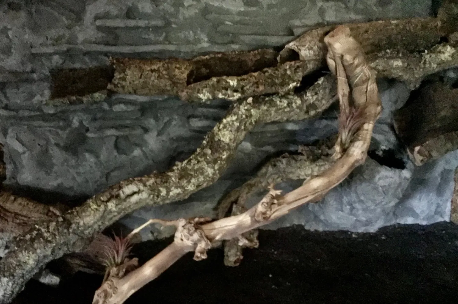Lucky Reptile Rebholz Kletterholz