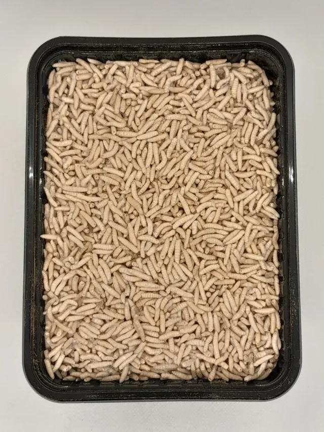 Die Mehlwurmfarm Pinkies Frostfutter 1 kg gefroren