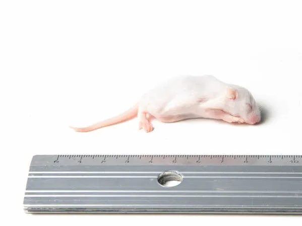 Die Mehlwurmfarm Fuzzy Maus Frostfutter für Reptilien