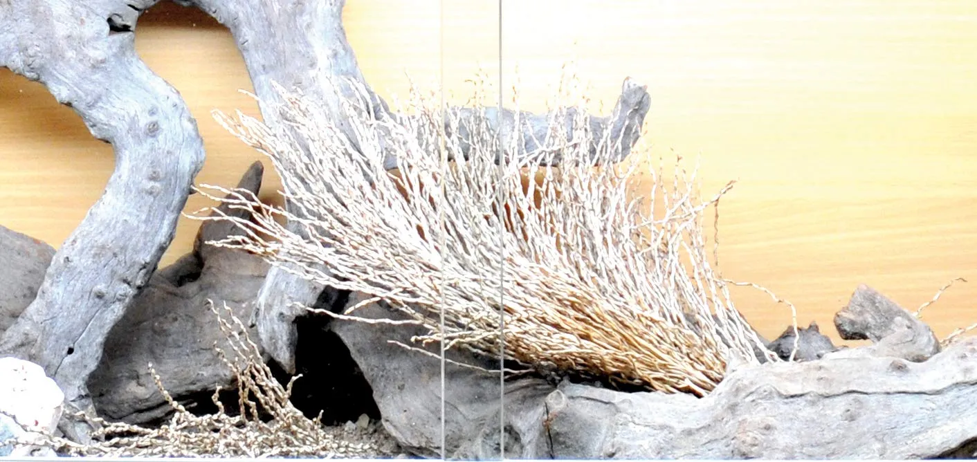 Lucky Reptile Palmwedel Palmfackel Terrariendeko 30-40 cm