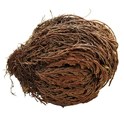 Lucky Reptile Rose von Jericho Wüstenpflanze zum Aufgehen