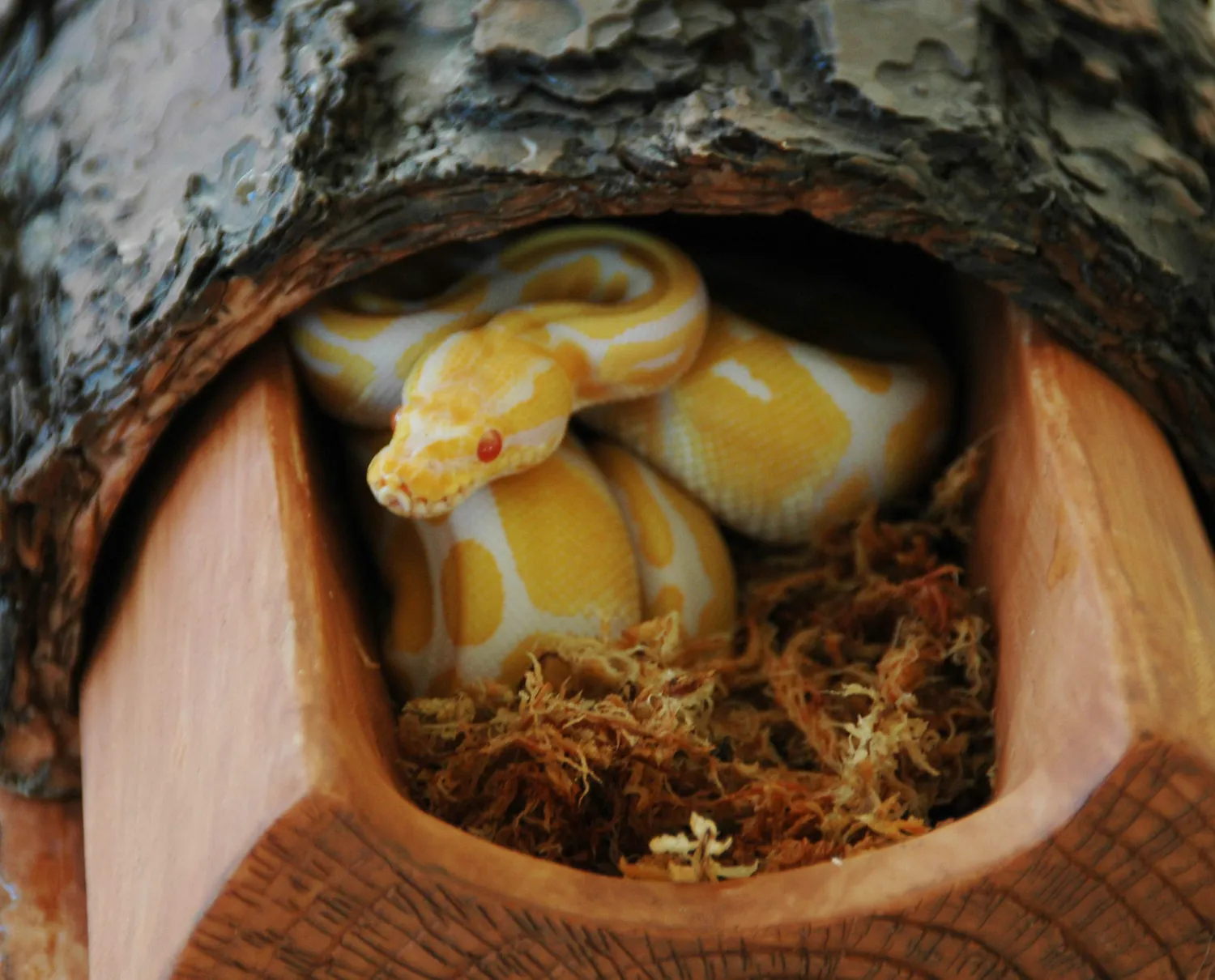 Lucky Reptile Sphagnum Moos Ziegel feuchtigkeitsspeichernd