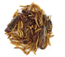 Die Mehlwurmfarm Igel-Fit Insektensnack Igel 75 g