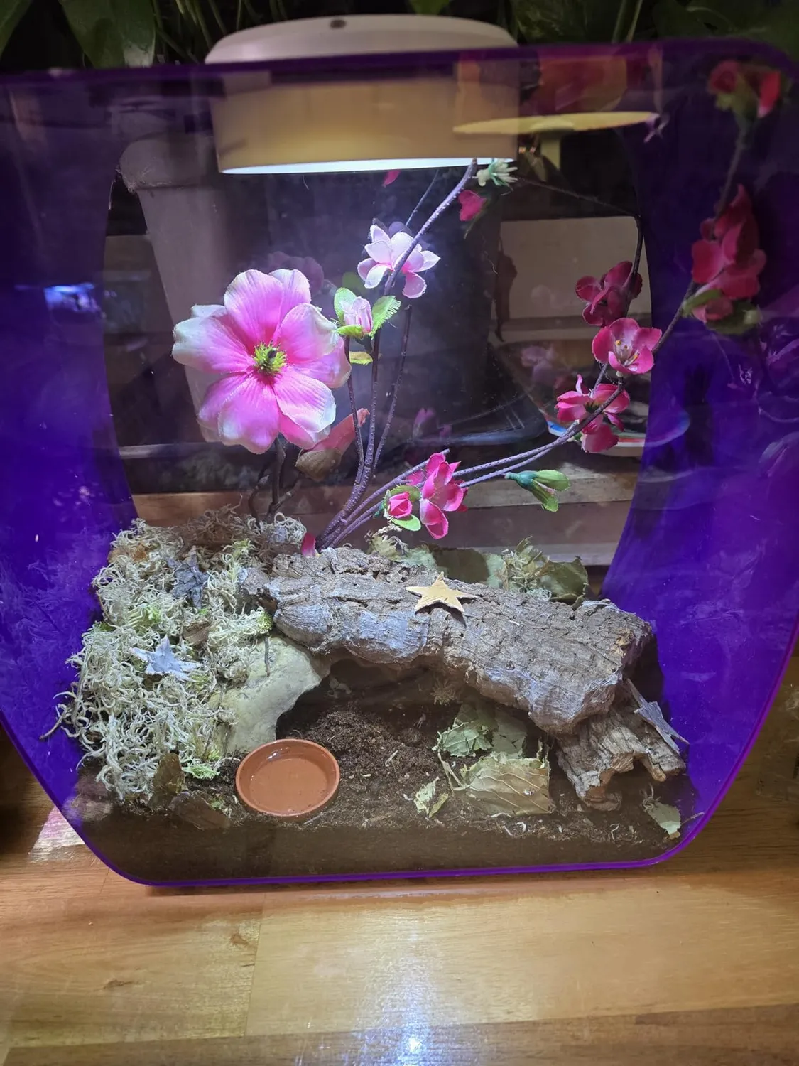 Lucky Reptile Life Box Terrariumbox LED
