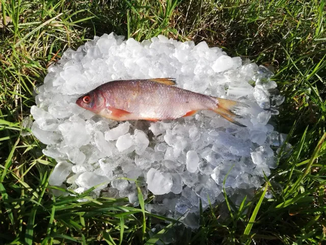 Die Mehlwurmfarm Rotaugen Plötzen Köderfisch 3 Stück gefroren