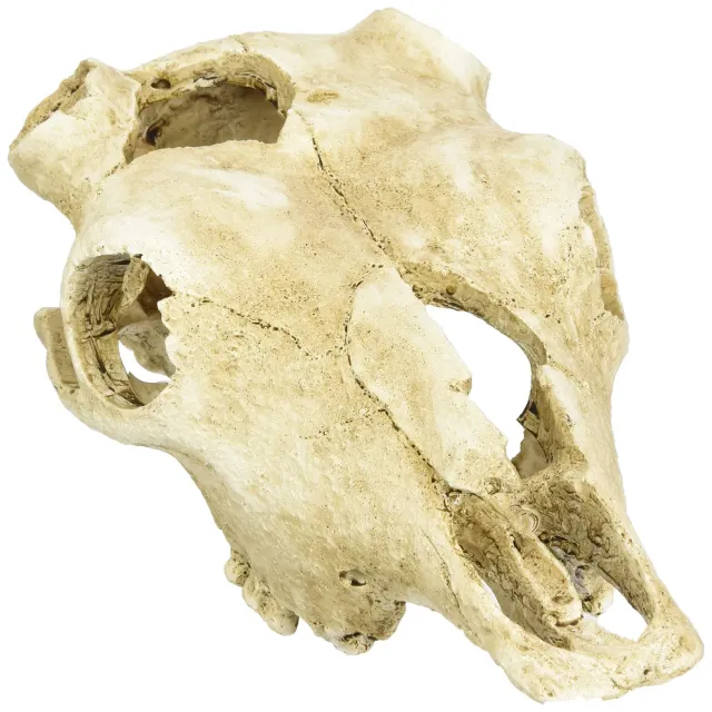 Lucky Reptile Deco Skull Deko-Schädel