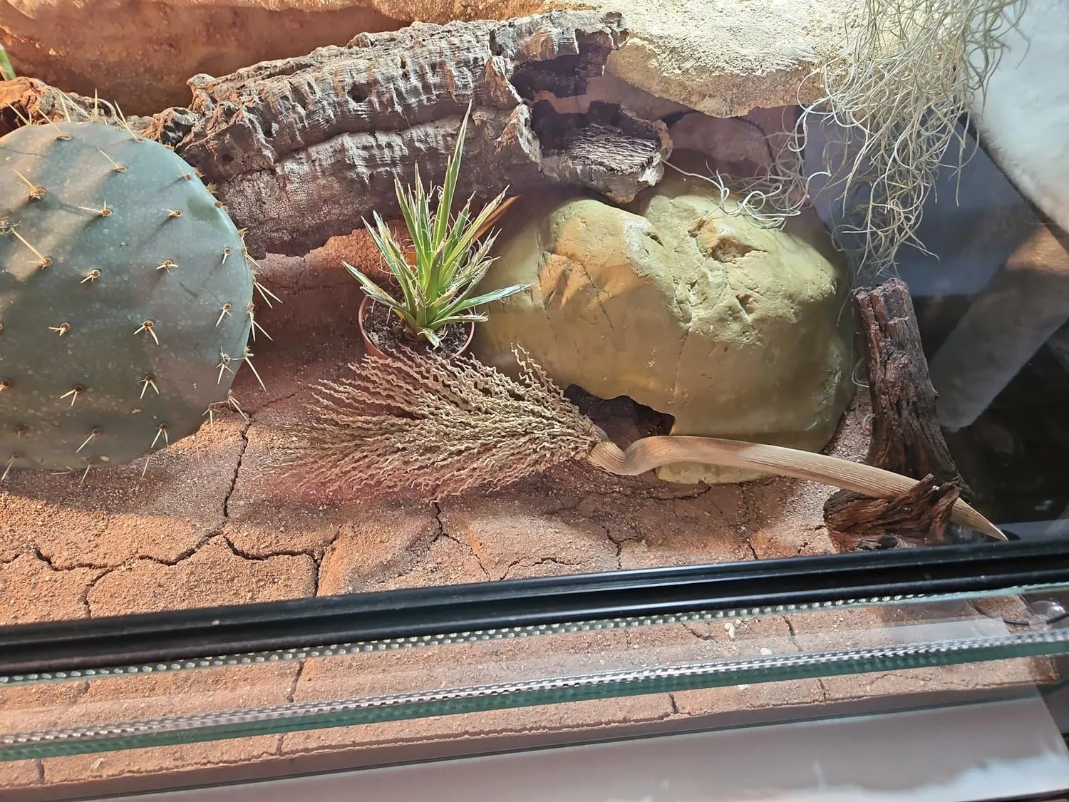 Lucky Reptile Palmwedel Palmfackel Terrariendeko 30-40 cm