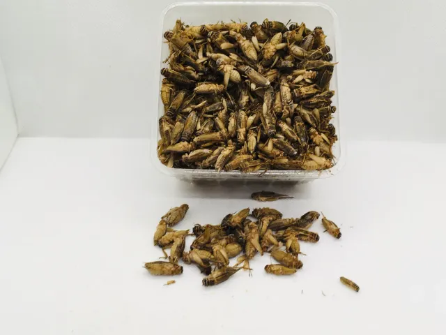 Die Mehlwurmfarm Gefrorene Heimchen Futterinsekten Frostware