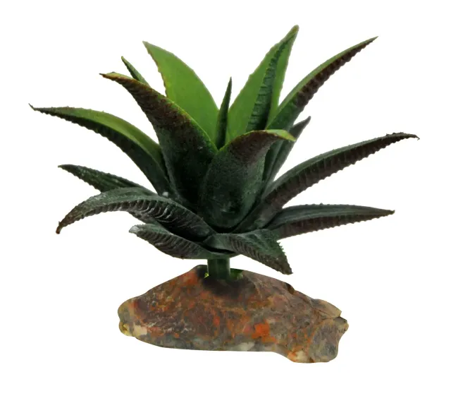 Lucky Reptile Sukkulente Terrarienpflanze 10cm 140g