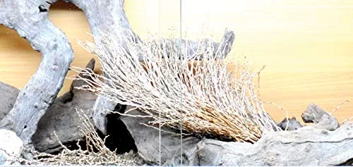 Lucky Reptile Palmwedel Palmfackel Terrariendeko 30-40 cm