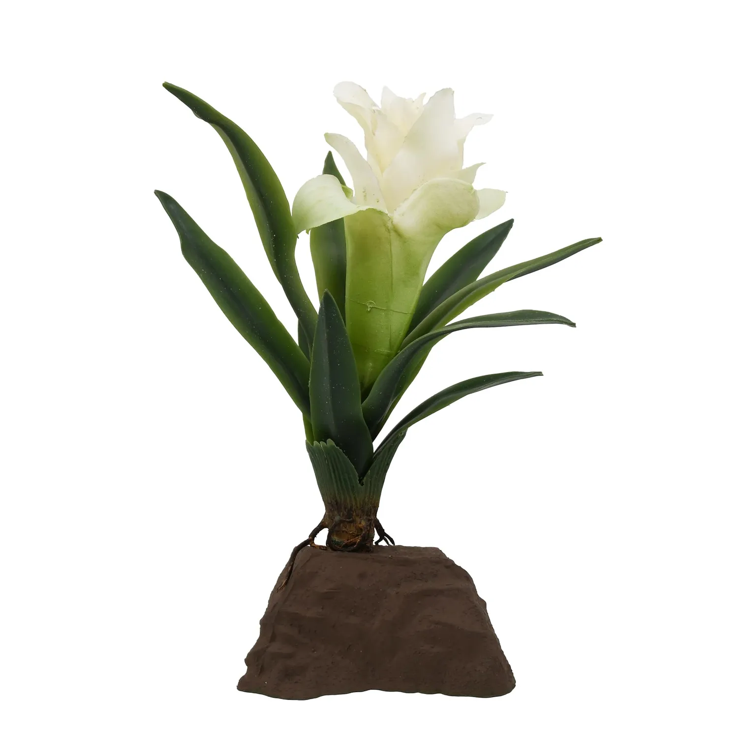 Lucky Reptile Scape it Easy Bromelie Neoregelia Pflanze