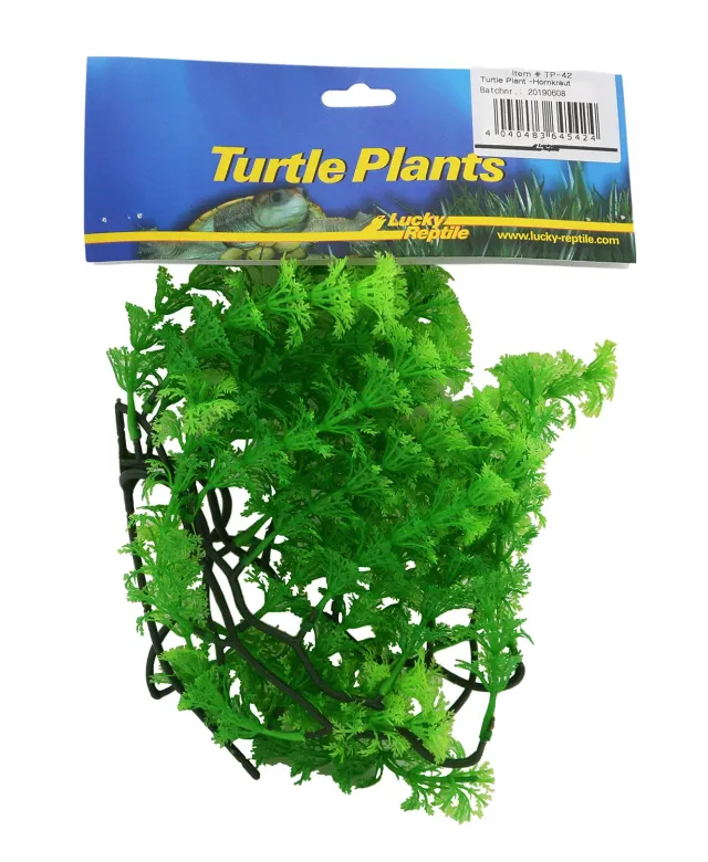Lucky Reptile Turtle Plant Hängepflanze