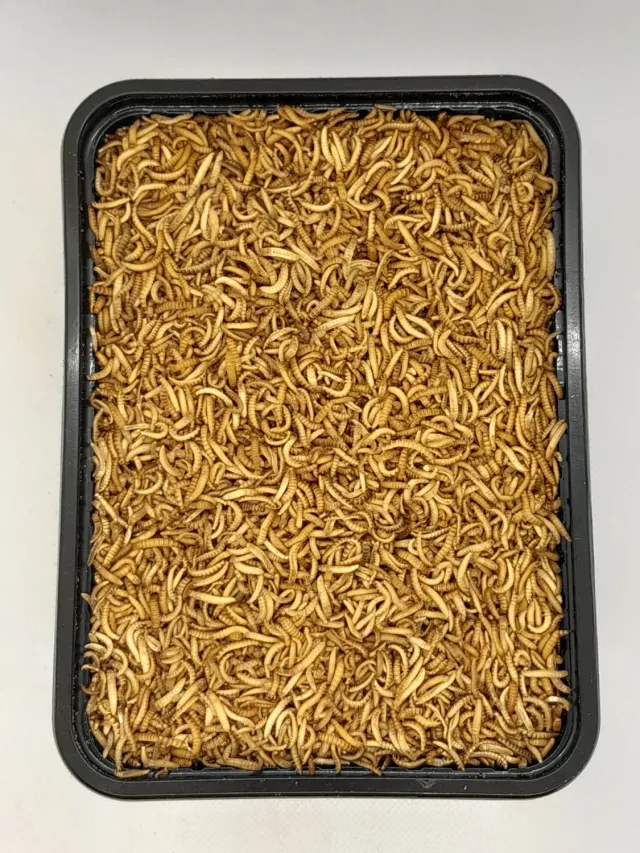 Die Mehlwurmfarm Buffalos Frostfutter 1 kg proteinreich