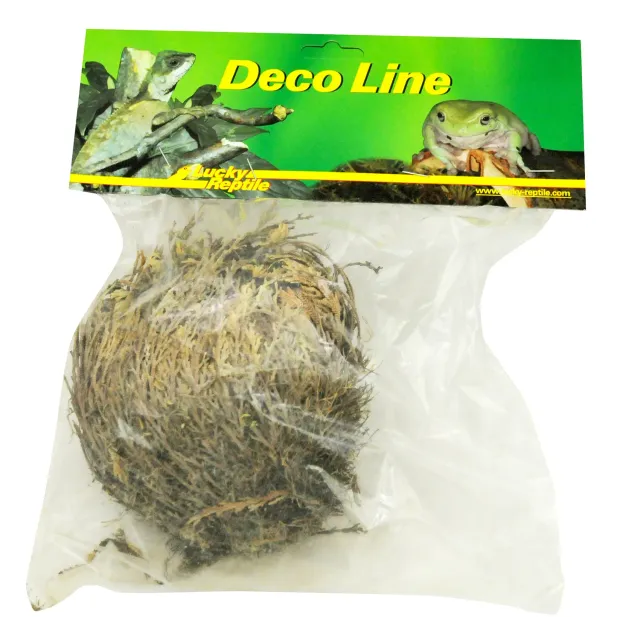 Lucky Reptile Rose von Jericho Wüstenpflanze zum Aufgehen