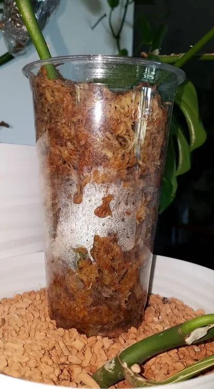 Lucky Reptile Sphagnum Moos Ziegel feuchtigkeitsspeichernd