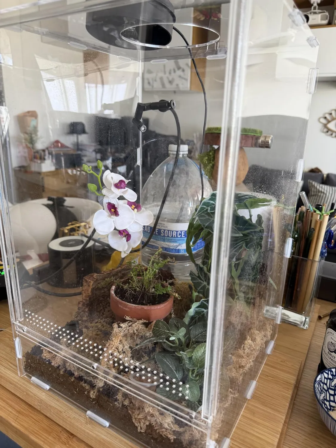 Lucky Reptile LifeTarrium Glasterrarium