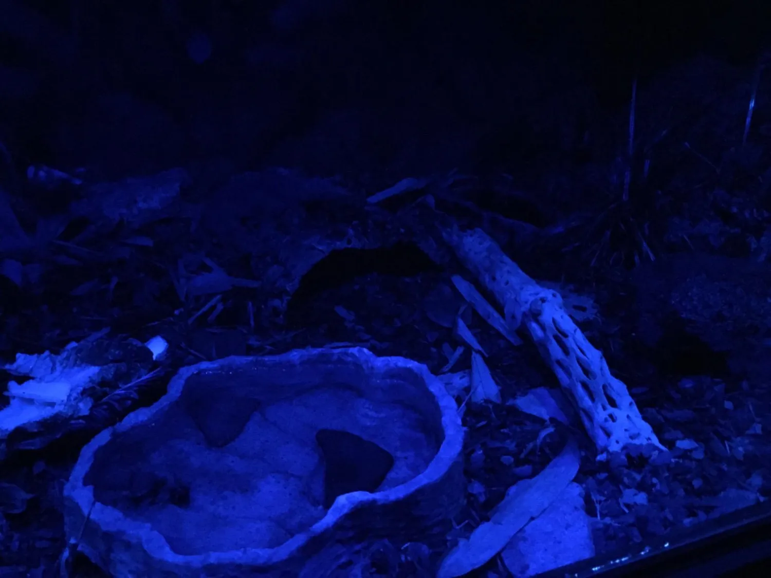 Lucky Reptile Night Sky LED Mondlichtset