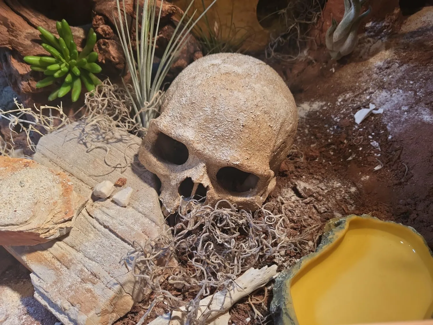 Lucky Reptile Life Experience Deco Set Terrariumdeko