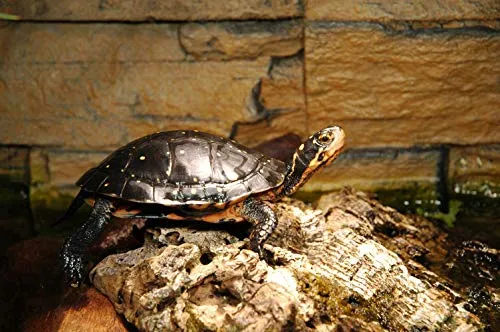 Lucky Reptile Starter Kit Wasserschildkröte Set 80 cm mit Filter