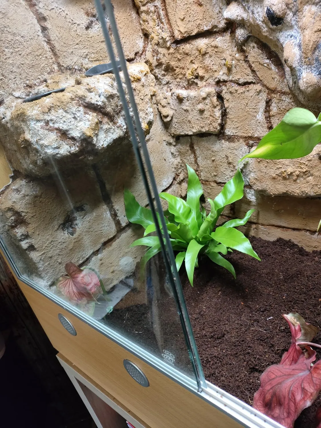 Lucky Reptile FT-8510B FurniTarrium Holzterrarium Buche