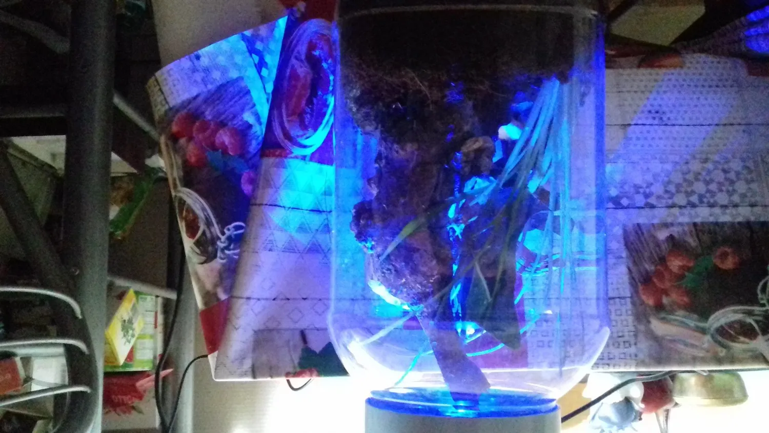 Lucky Reptile InsectTarrium Nanoterrarium mit Beleuchtung