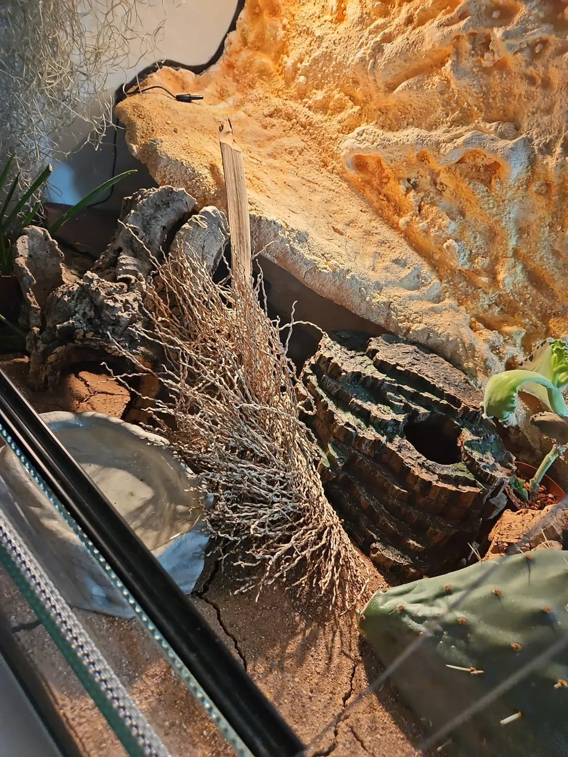 Lucky Reptile Palmwedel Palmfackel Terrariendeko 30-40 cm