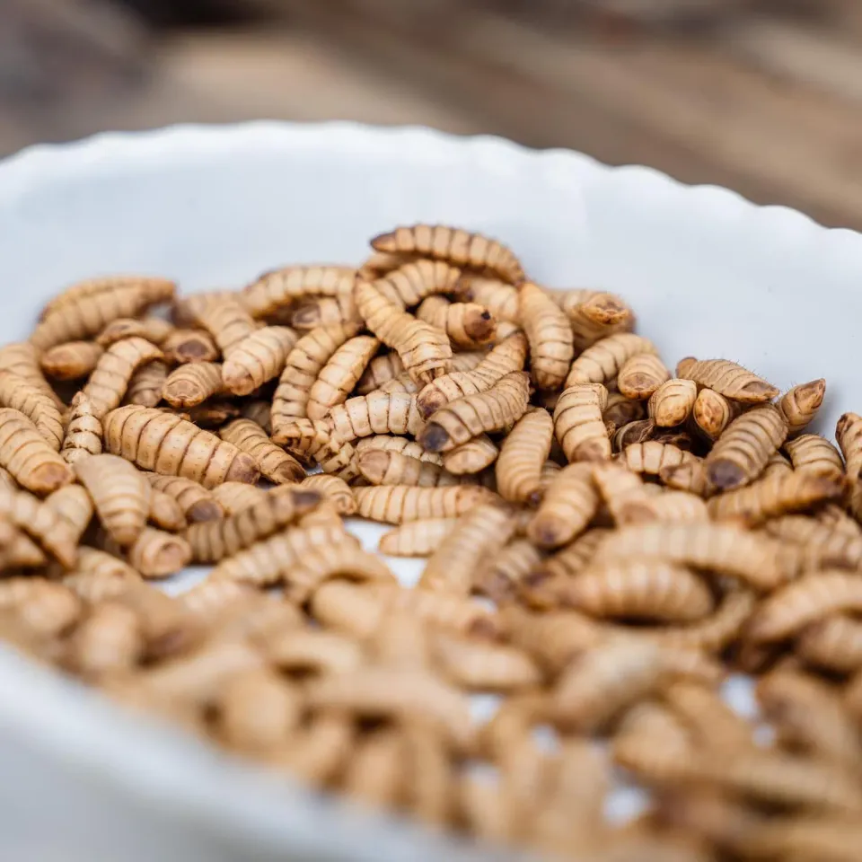 Die Mehlwurmfarm Soldatenfliegenlarven lebend Futterinsekten kalziumreich