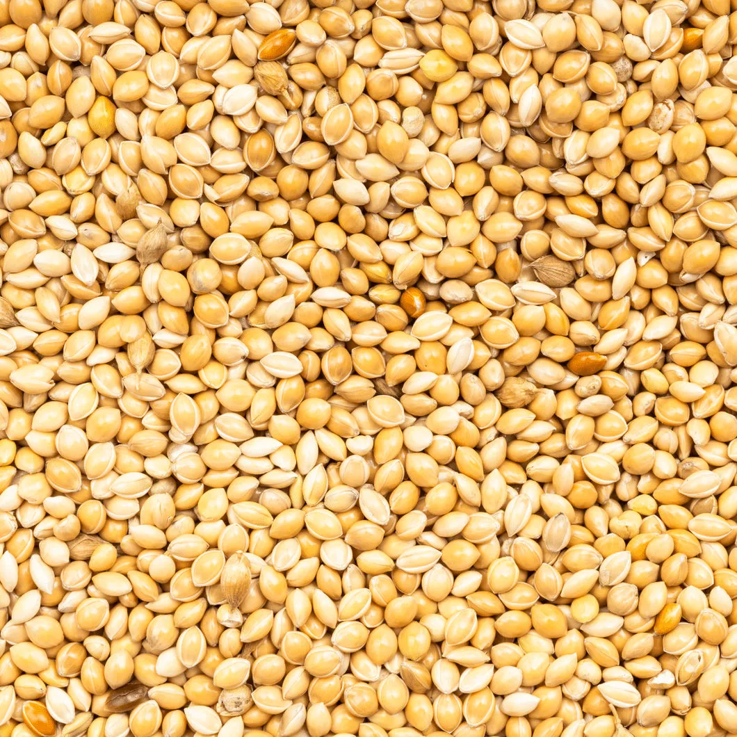 Die Mehlwurmfarm Weiß-Gelbe Hirse Vogelfutter 1 kg