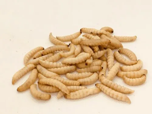 Die Mehlwurmfarm Bienenmaden Frostfutter fett- und proteinreich