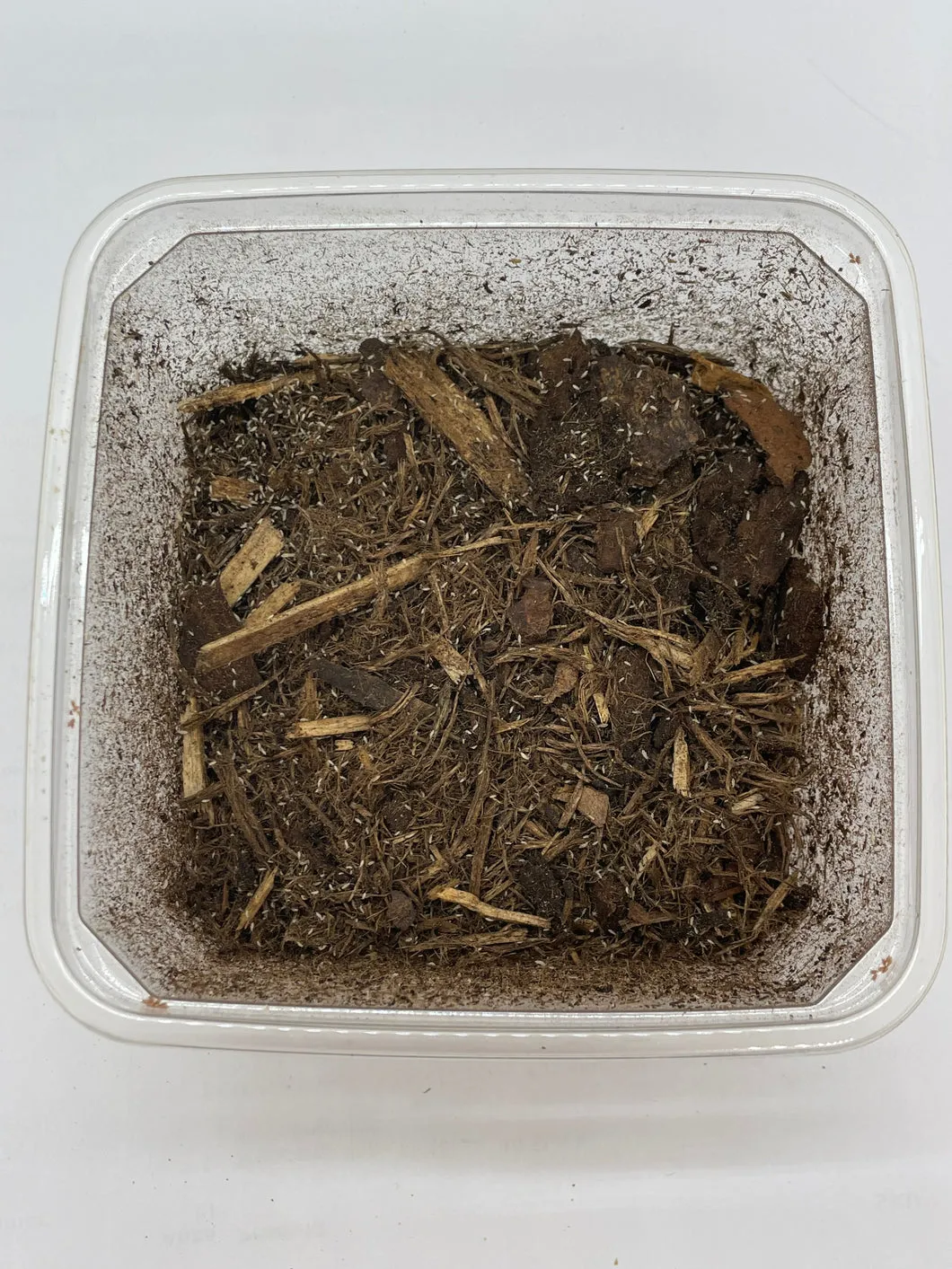 Die Mehlwurmfarm Tropische Springschwänze Zuchtansatz 500 ml Becher