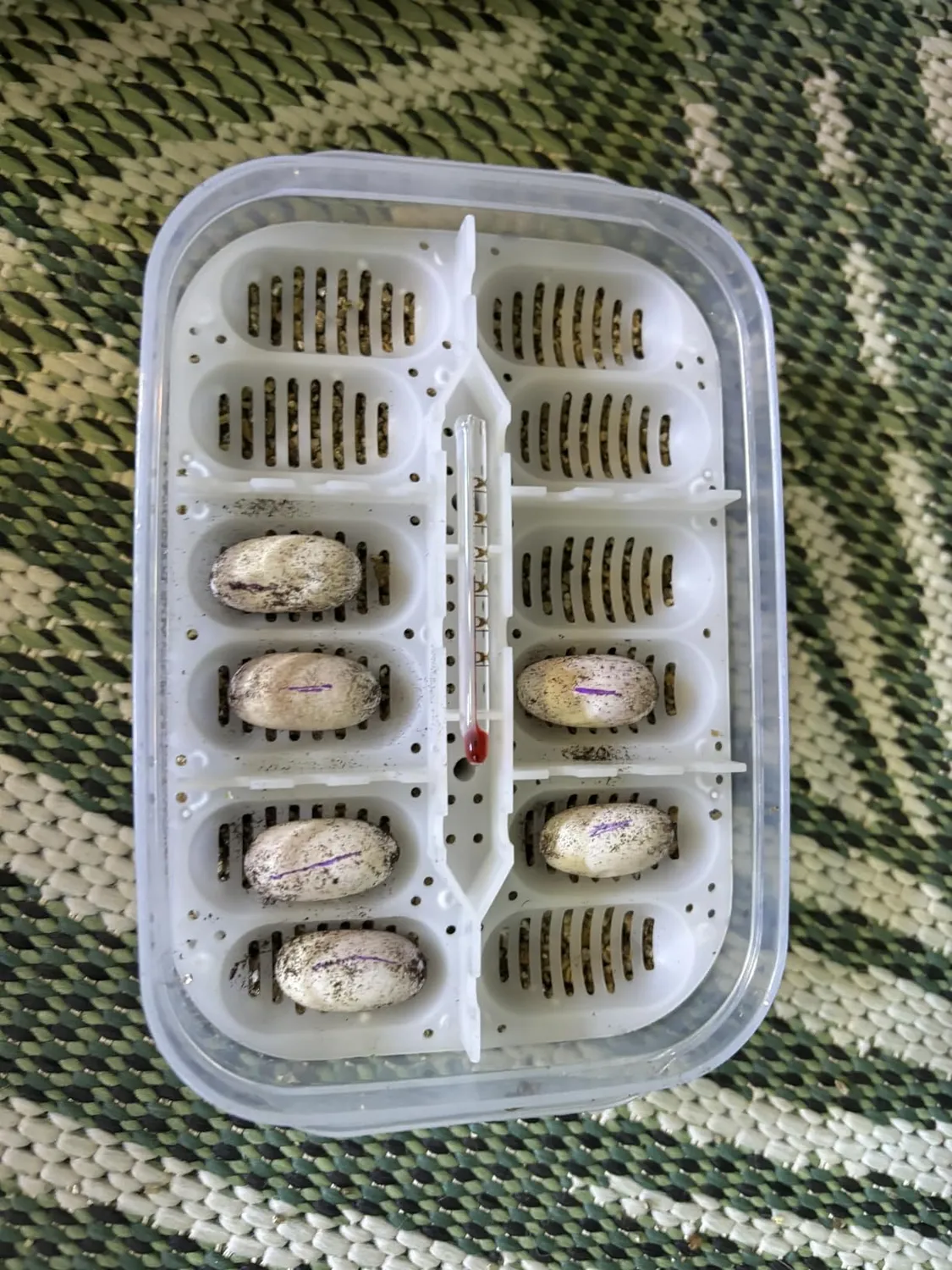Lucky Reptile Hatch Box Brutbox für 12 Eier mit Thermometer