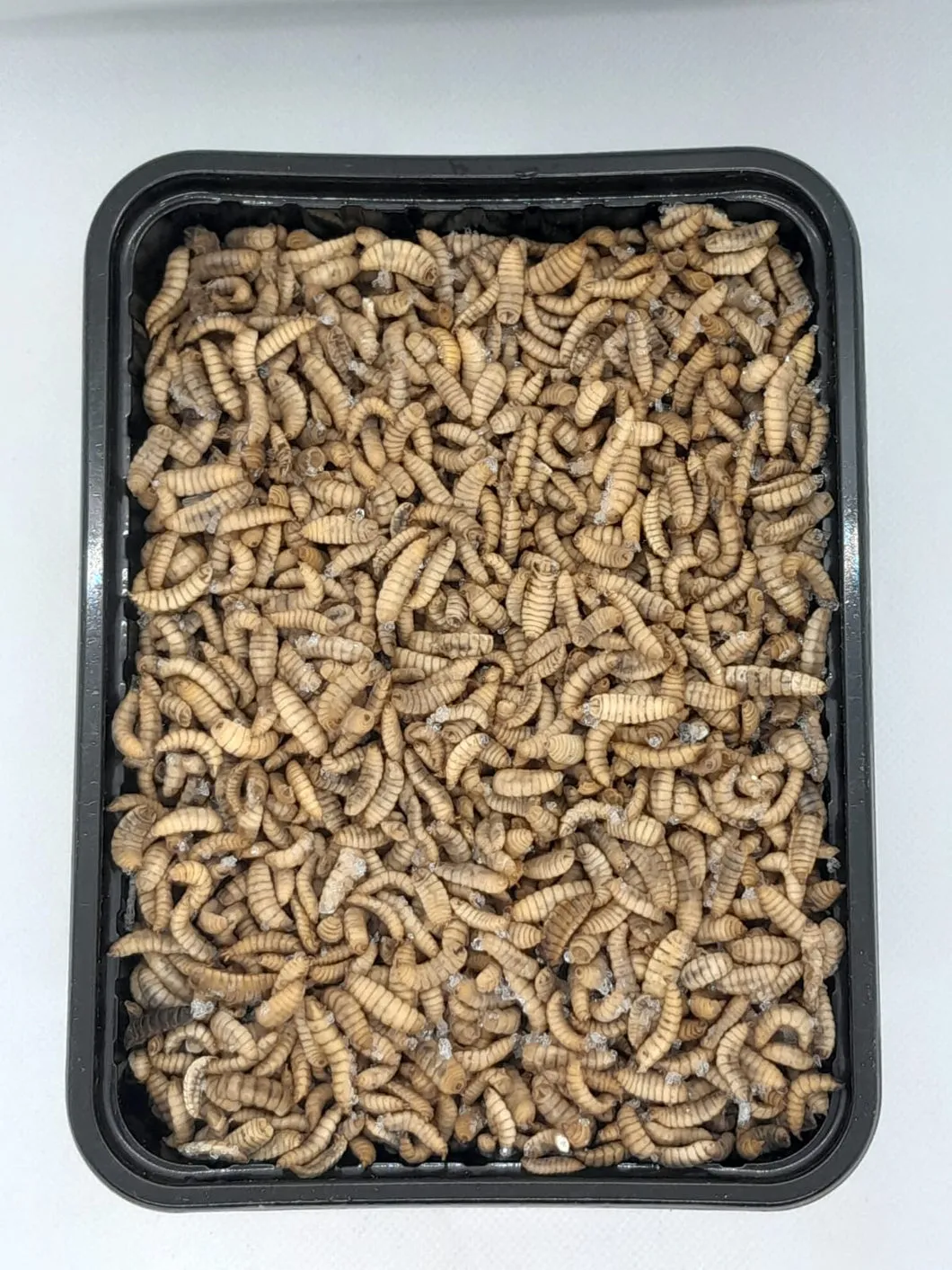 Die Mehlwurmfarm Hermetia Frostfutter Soldatenfliegenlarven 1 kg