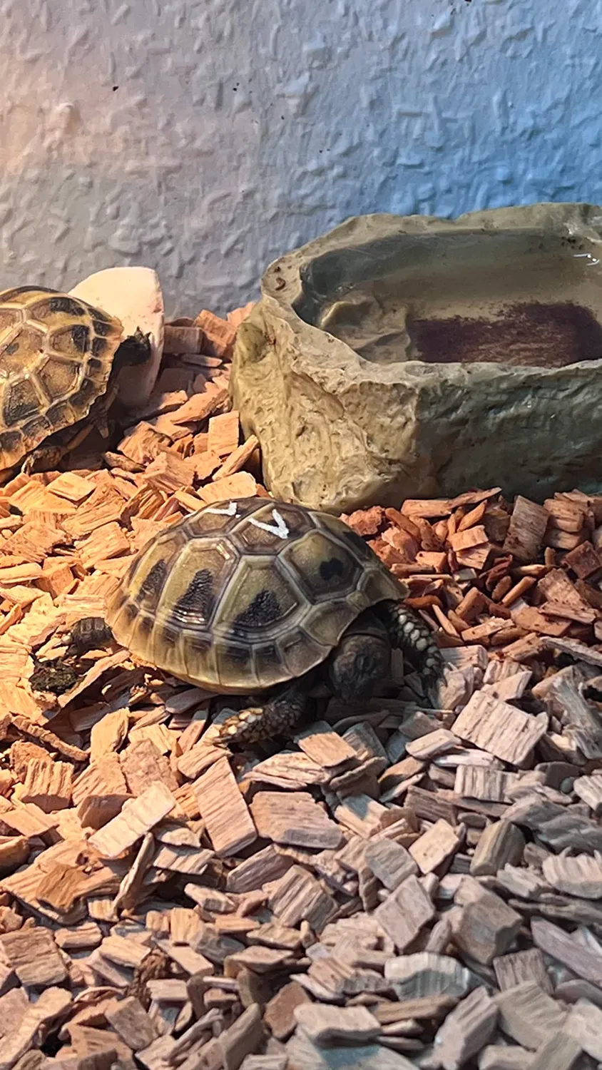 Lucky Reptile Tortoise Mix Futter rohfaserreich