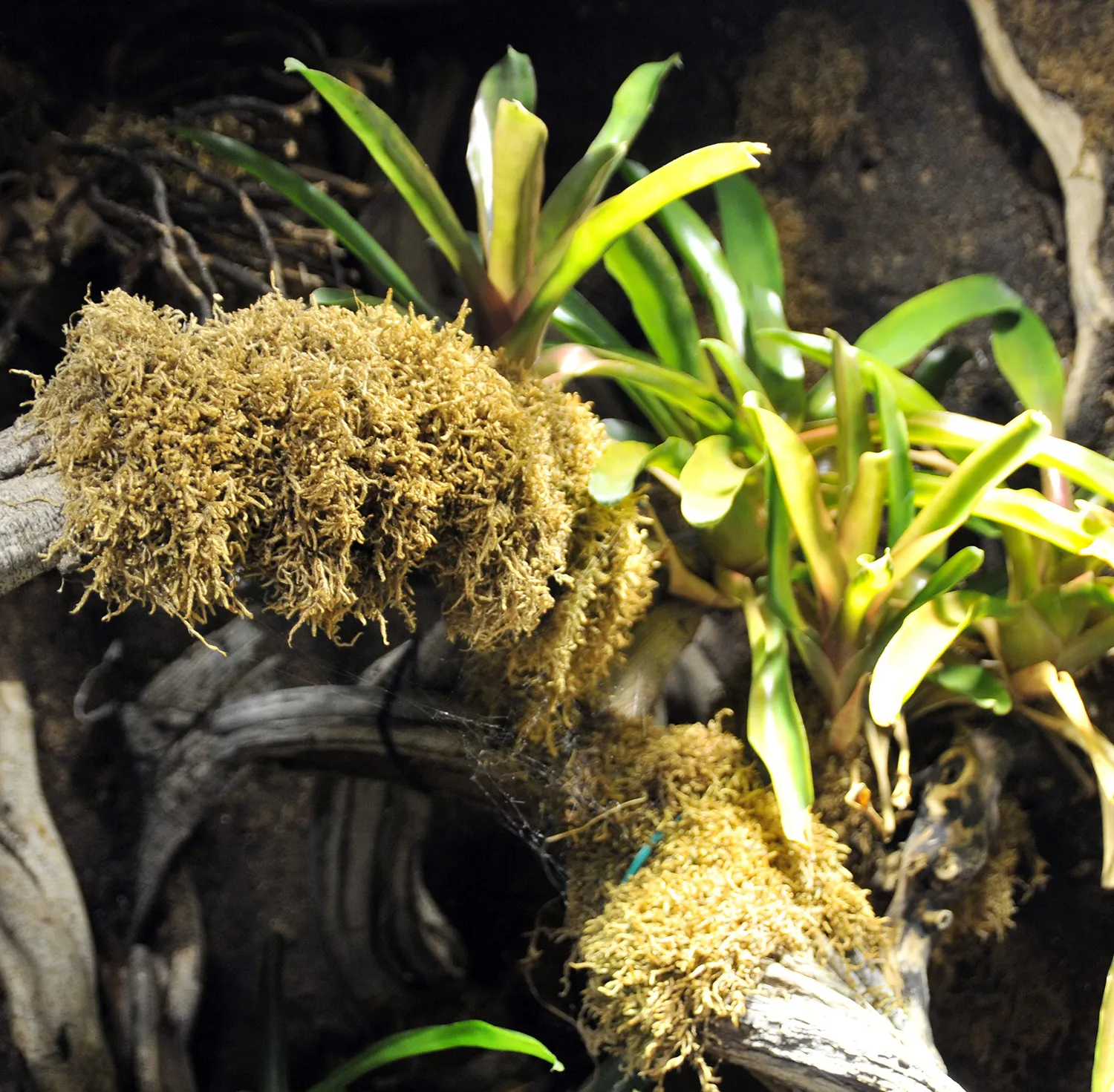 Lucky Reptile Vivarium Moos Terrarienmoos 150 g Feuchtigkeitsspeicher