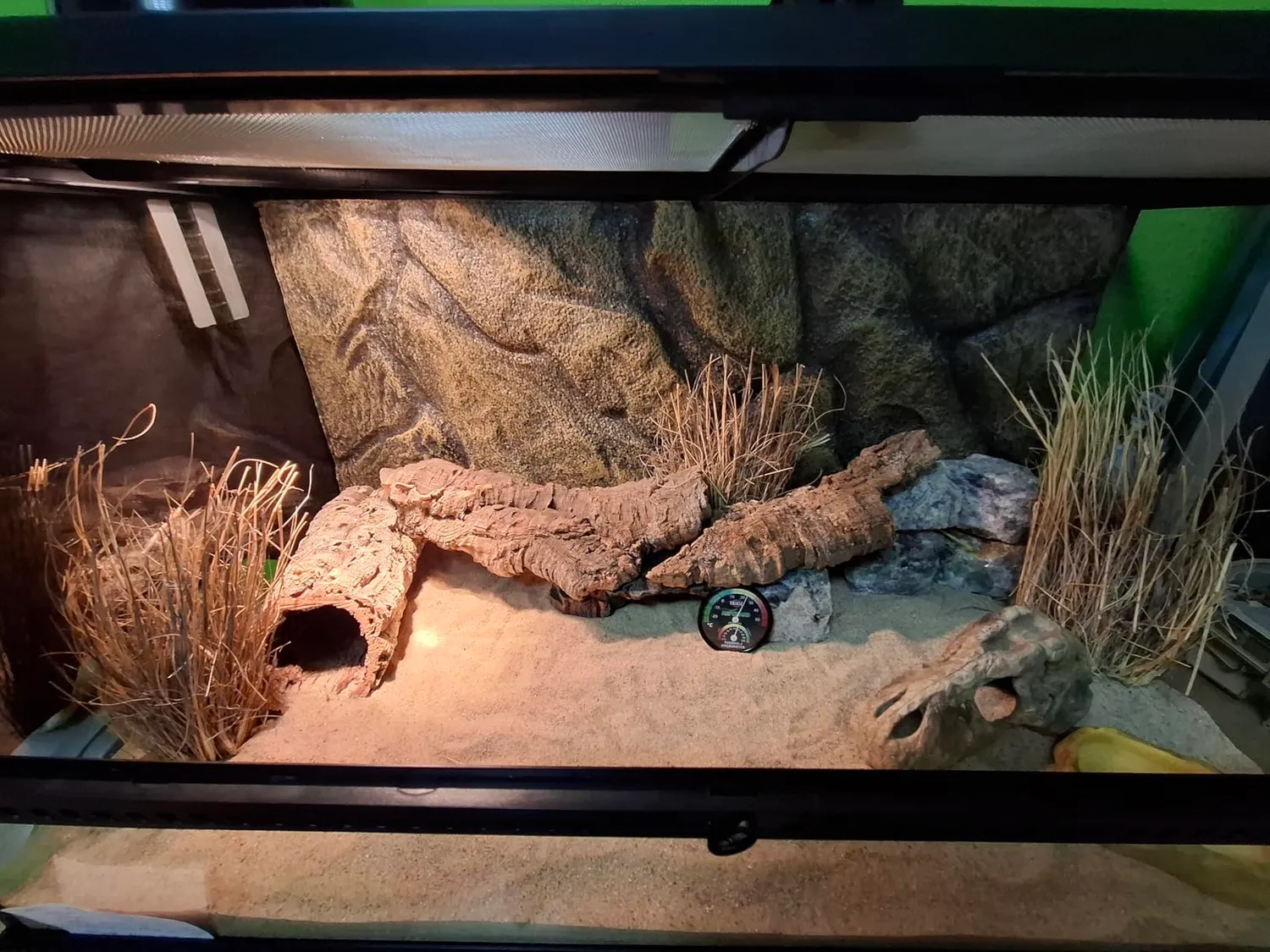 Lucky Reptile Grasbüschel Terrarienpflanze