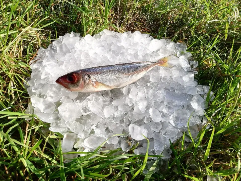 Die Mehlwurmfarm Makrele Köderfisch 3 Stück