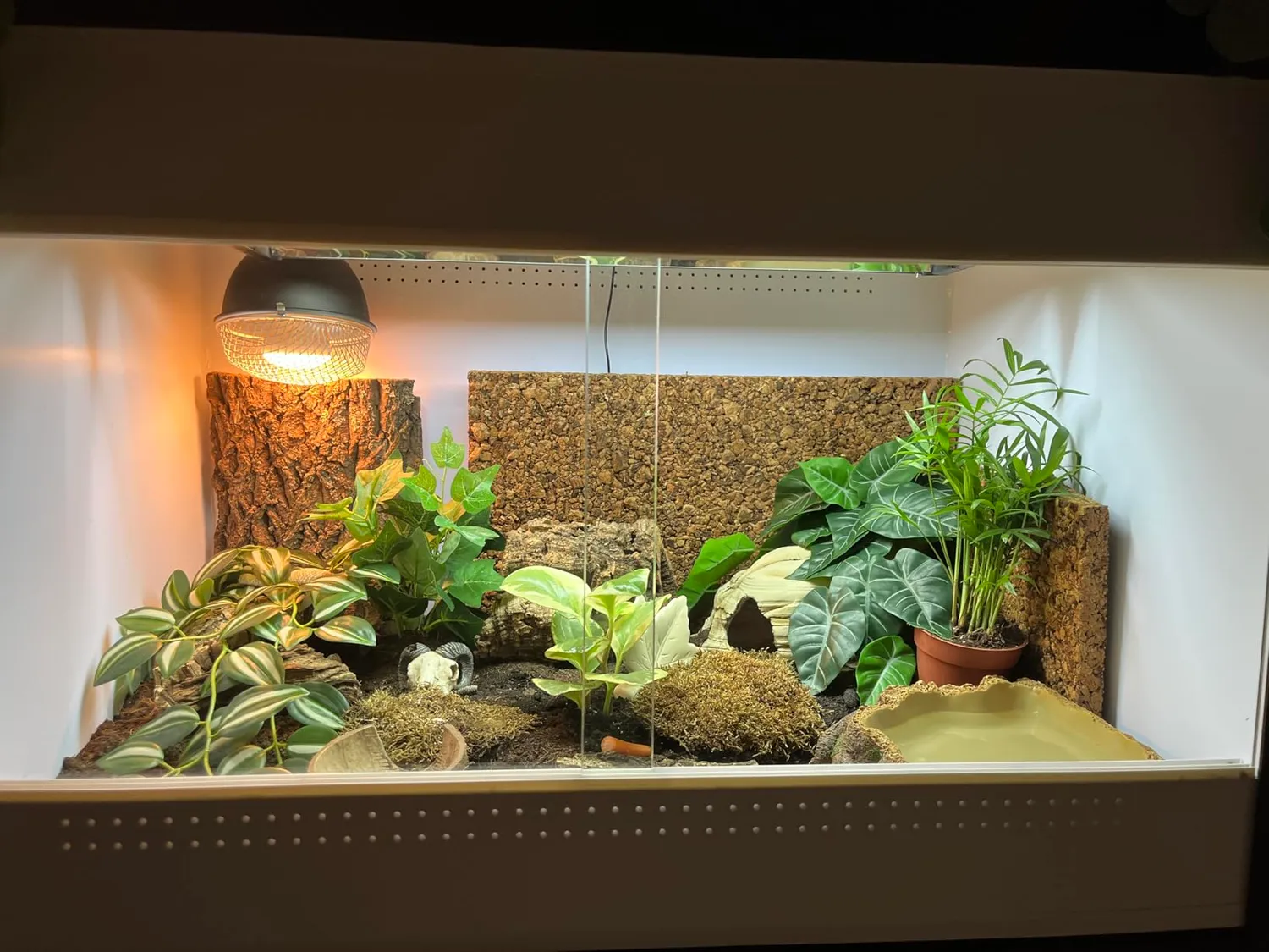 Lucky Reptile IsoTarrium Basic Kunststoffterrarium