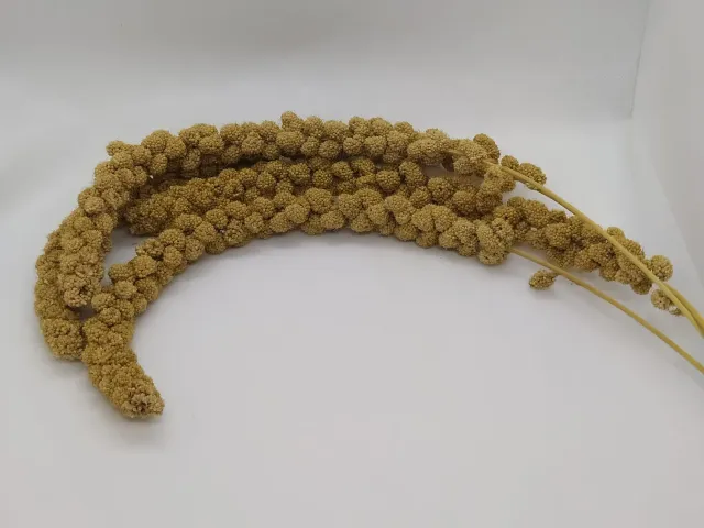 Die Mehlwurmfarm Kolbenhirse gelb Vogelfutter 1 kg für Sittiche